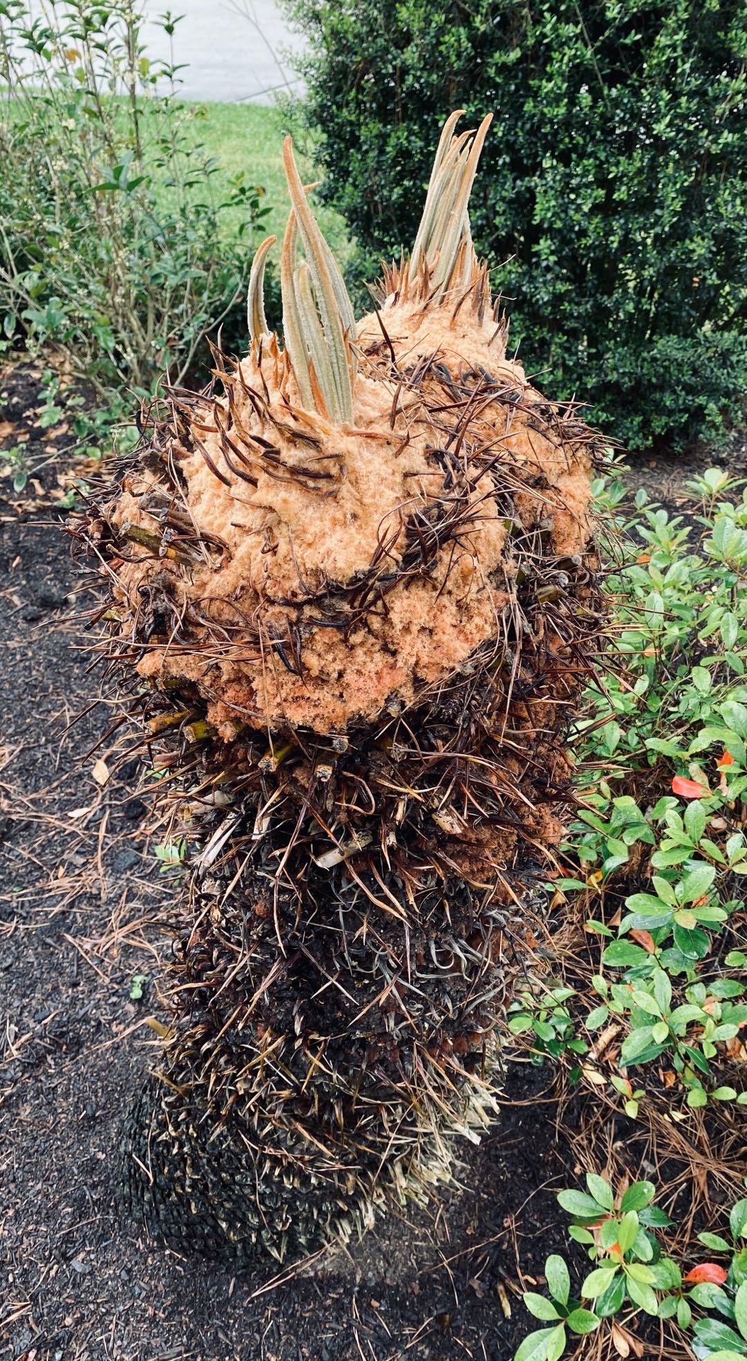 Does plant have intelligence?