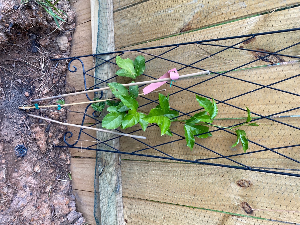 My first Passion flower from a vine I planted myself just bloome